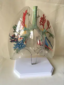 Human traumatism Scientific skeleton Transparent Lung segments anatomy anatomical traumatic gun buy medical instruments condoms
Human traumatism Scientific skeleton Transparent Lung segments anatomy anatomical traumatic gun buy medical instruments condoms