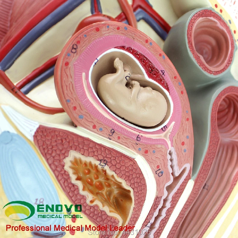 ENOVO женская модель тазовой анатомии репродуктивный мочевой матки лезвия