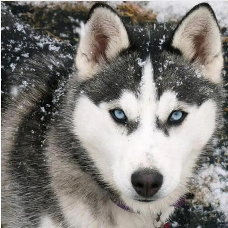 GLymg Needlework Cross Stitch Diy Diamond Embroidery Mosaic Gift Diamond Art Blue Eyed Husky Dog Wall Arts Decor
GLymg Needlework Cross Stitch Diy Diamond Embroidery Mosaic Gift Diamond Art Blue Eyed Husky Dog Wall Arts Decor