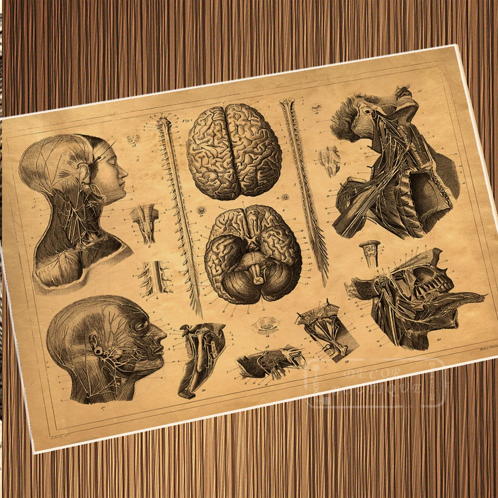 Vintage Anatomy of Brain Stem of Human Poster Canvas Painting DIY Wall Paper Posters Home Decor Gift
Vintage Anatomy of Brain Stem of Human Poster Canvas Painting DIY Wall Paper Posters Home Decor Gift