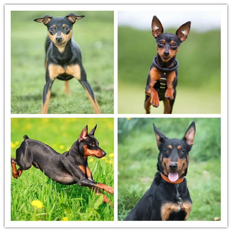 5d diamond art miniature pinscher images full square diamond painting dogs diamant peinture cross stitch kit living room decor
5d diamond art miniature pinscher images full square diamond painting dogs diamant peinture cross stitch kit living room decor