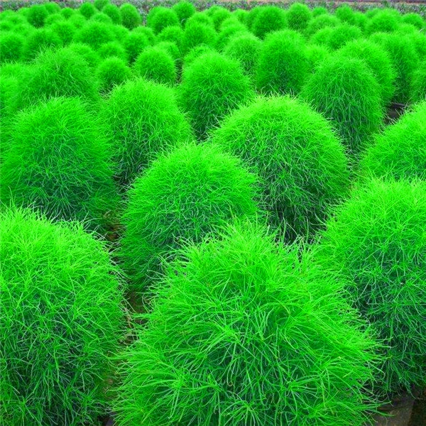 New Arrival ! Colorful Grass Bonsa Perennial Burning Bush Kochia Scoparia Grass 200 pcs Ornamental Flower for Home & Garden
New Arrival ! Colorful Grass Bonsa Perennial Burning Bush Kochia Scoparia Grass 200 pcs Ornamental Flower for Home & Garden