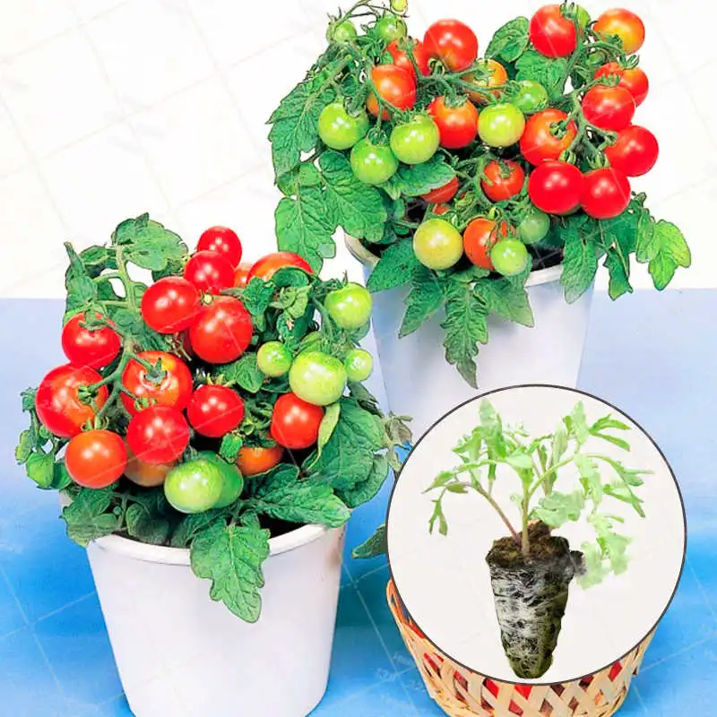 200Pcs/Bag Tomato Bonsai Plant Vegetables Fruits Delicious Healthy Family Vegetables and Fruit Garden Potted Plants
200Pcs/Bag Tomato Bonsai Plant Vegetables Fruits Delicious Healthy Family Vegetables and Fruit Garden Potted Plants