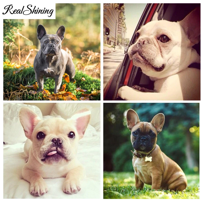 REALSHINING French Bulldog diy diamond Painting Cross Stitch mosaic puzzle 5d,full square Diamond Embroidery Beads FS3103
REALSHINING French Bulldog diy diamond Painting Cross Stitch mosaic puzzle 5d,full square Diamond Embroidery Beads FS3103