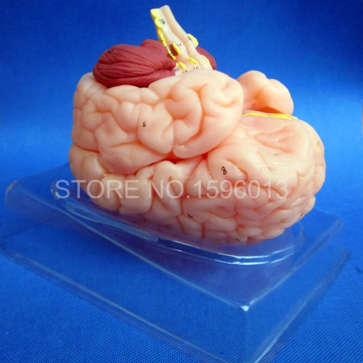 HOT Deluxe Brain Anatomical Model, Human Brain Model 8 parts, Medical Brain Model
HOT Deluxe Brain Anatomical Model, Human Brain Model 8 parts, Medical Brain Model