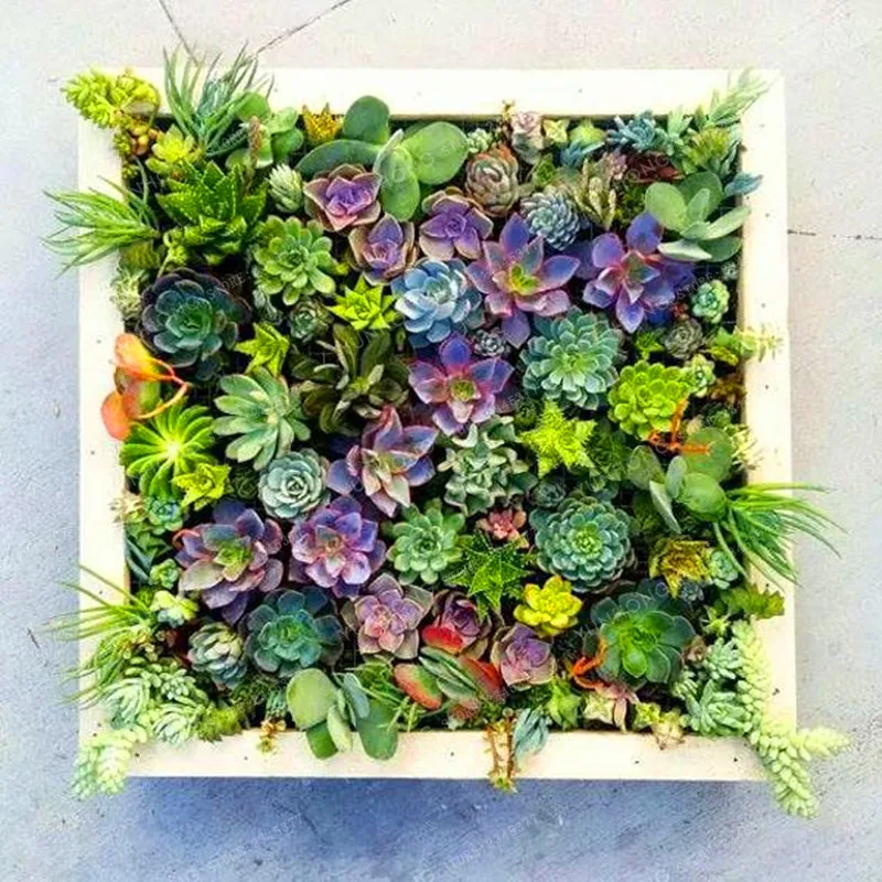 Lithops Bonsai Living Stone Flower Cacti Cactus Bonsai Rare Succulent Bonsai Colorful Meaty Plant Easy Grow Garden 100pcs
Lithops Bonsai Living Stone Flower Cacti Cactus Bonsai Rare Succulent Bonsai Colorful Meaty Plant Easy Grow Garden 100pcs