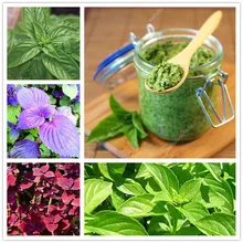 ! 100 Pcs/Tas Besar Daun Kemangi Bonsai Hijau Segar Ocimum Tanaman Sayuran Rempah-rempah Aromatic Compound Bonsai Taman Tanaman Bunga(China)