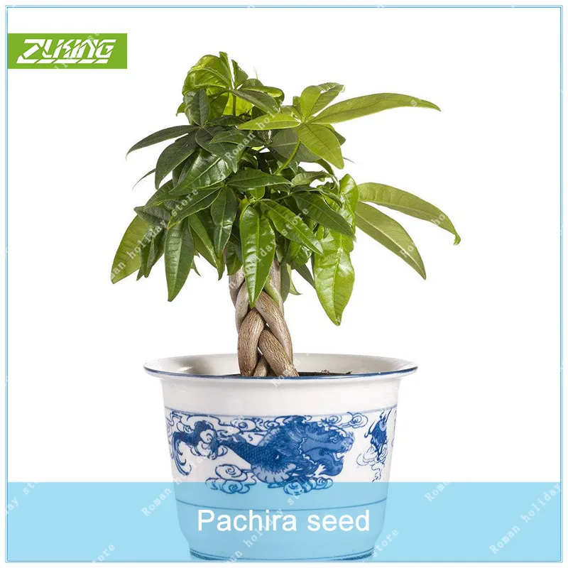 2pcs Pachira Macrocarpa Tree Bonsai Plants For Home Garden Fast Growing Tree Herbaceous Perennial Plant
2pcs Pachira Macrocarpa Tree Bonsai Plants For Home Garden Fast Growing Tree Herbaceous Perennial Plant