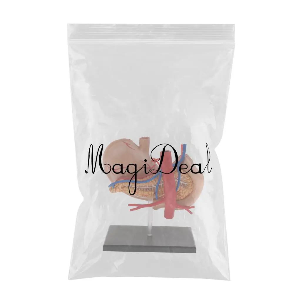 Anatomical Human Stomach & Pancreas Organs Science Anatomy Model Learning Resource Student School Supplies