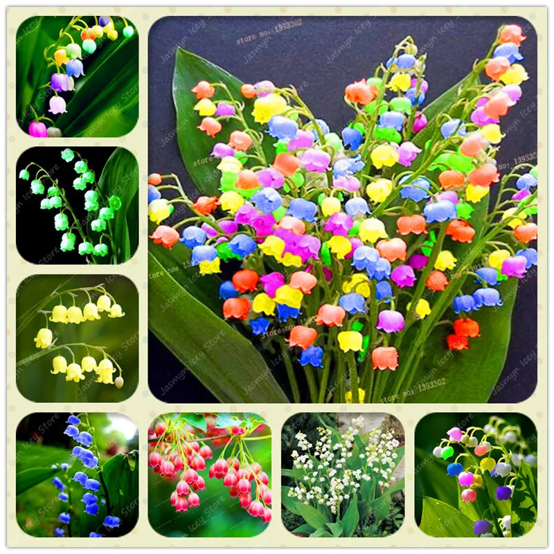 120 Pcs Colorful Lily of the valley Bell Flower Bonsai Plants 6 Colors Rare Orchid Flower Potted Planting for Home Garden
120 Pcs Colorful Lily of the valley Bell Flower Bonsai Plants 6 Colors Rare Orchid Flower Potted Planting for Home Garden