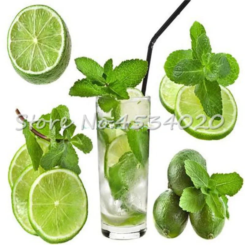 100 pcs Rare Vegetable Mint Plant Bonsai Peppermint Spearmint Field Mint Catnip Semillas De Flores Home Garden Adornment
100 pcs Rare Vegetable Mint Plant Bonsai Peppermint Spearmint Field Mint Catnip Semillas De Flores Home Garden Adornment