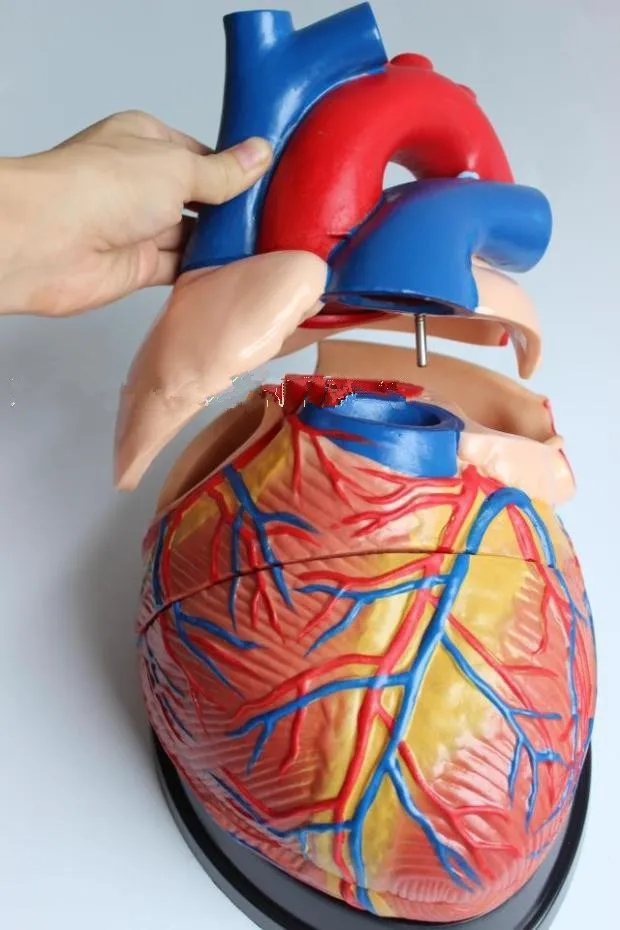 3X Size Human Heart Model B Ultrasound Color Ultrasound Cardiac Medicine Heart Anatomy 3 Times Medical Teaching Model 20*18*18CM
3X Size Human Heart Model B Ultrasound Color Ultrasound Cardiac Medicine Heart Anatomy 3 Times Medical Teaching Model 20*18*18CM