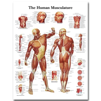 Human Anatomy Muscles System Art Silk Poster Print 24x32 32x43 inch Body Map Wall Pictures for Medical Education Home Decor 025
Human Anatomy Muscles System Art Silk Poster Print 24x32 32x43 inch Body Map Wall Pictures for Medical Education Home Decor 025