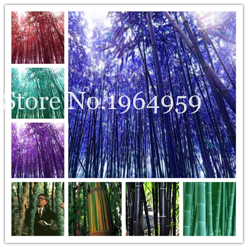 30 Pcs New Colorful Bamboo Bonsai, Moso Tree Lucky Bamboo Plant For Home Garden Decoration Potted Plant Factory Wholesale
30 Pcs New Colorful Bamboo Bonsai, Moso Tree Lucky Bamboo Plant For Home Garden Decoration Potted Plant Factory Wholesale