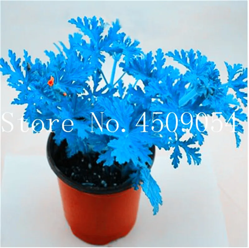200pcs Mosquito Repelling Grass Riddex Plant plants Mozzie Buster Sweetgrass. Garden & Home Bonsai Plant Indoor Ornamental Plant
200pcs Mosquito Repelling Grass Riddex Plant plants Mozzie Buster Sweetgrass. Garden & Home Bonsai Plant Indoor Ornamental Plant