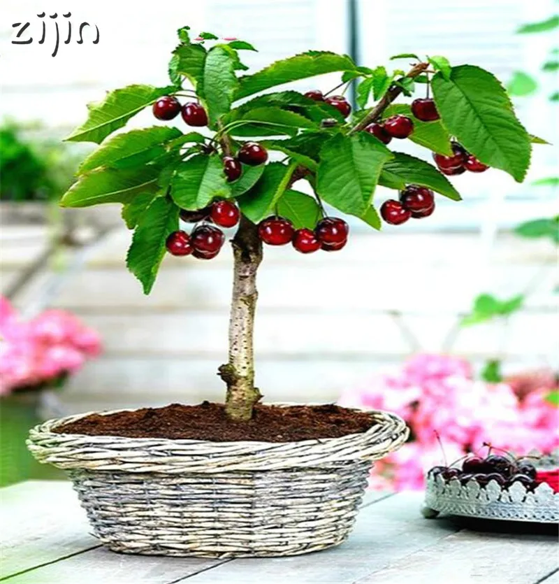 New Arrival 20pcs Organic Sweet Japan cherry plant garden Blooming Plants rare fruit tree easy grow DIY Home Bonsai Best Gift
New Arrival 20pcs Organic Sweet Japan cherry plant garden Blooming Plants rare fruit tree easy grow DIY Home Bonsai Best Gift