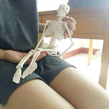 45CM Physique Mini Anatomical Skeleton Human Model Stand Poster Medical Learn Aid Anatomy
45CM Physique Mini Anatomical Skeleton Human Model Stand Poster Medical Learn Aid Anatomy