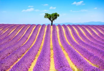Laeacco Gorgeous Lavender Field Tree Scenic Photography Backdrops Vinyl Backdrop Custom Photography Backgrounds For Photo Studio
Laeacco Gorgeous Lavender Field Tree Scenic Photography Backdrops Vinyl Backdrop Custom Photography Backgrounds For Photo Studio