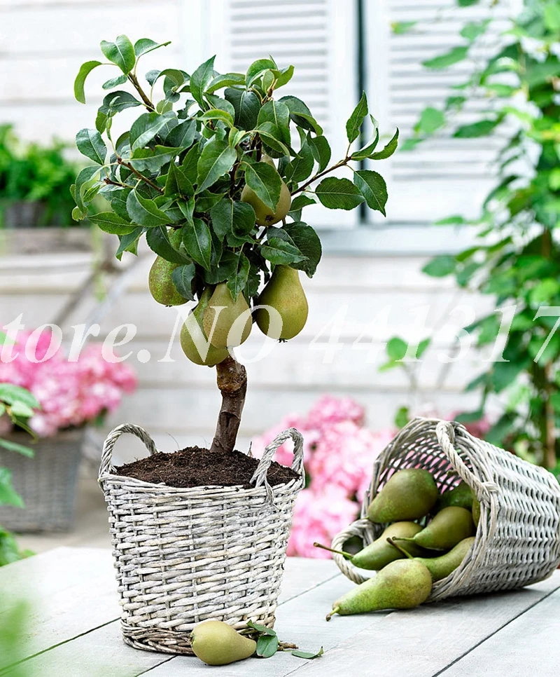 50 Pcs Exotic Original Pear Bonsai Fruit Rare Juicy Garden Plant For Flower Pot Planters Bonsai Tree Quality Plants Fruit Potted
50 Pcs Exotic Original Pear Bonsai Fruit Rare Juicy Garden Plant For Flower Pot Planters Bonsai Tree Quality Plants Fruit Potted