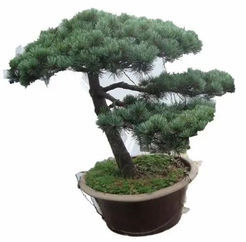 50pcs/bag rare japanese pine alpine bonsai Japanese pine tree five shall pine flower pot plants
50pcs/bag rare japanese pine alpine bonsai Japanese pine tree five shall pine flower pot plants