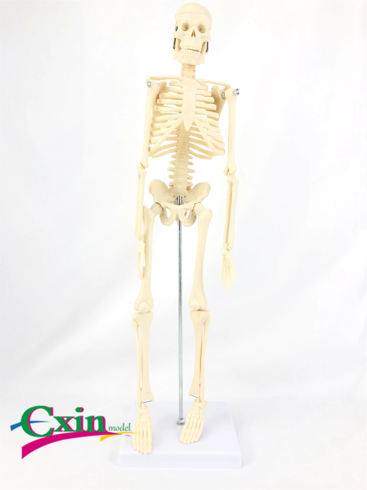Модель человеческого скелета 45 см художественная медицинская стандартная