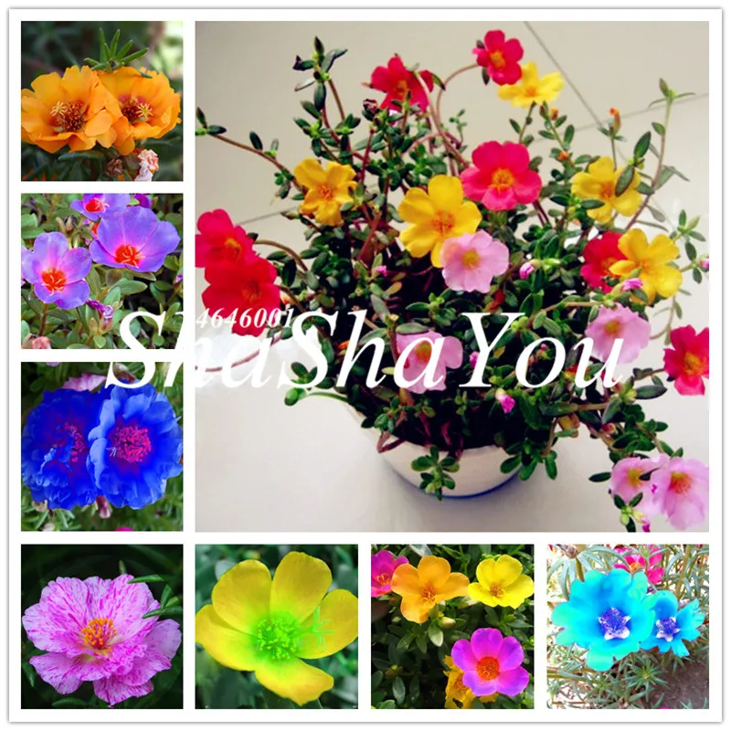 Sales 100 Pcs Mixed Color Moss-Rose Purslane Double Flower Bonsai For Planting (Portulaca Grandiflora)Heat Tolerant Easy Growing
Sales 100 Pcs Mixed Color Moss-Rose Purslane Double Flower Bonsai For Planting (Portulaca Grandiflora)Heat Tolerant Easy Growing