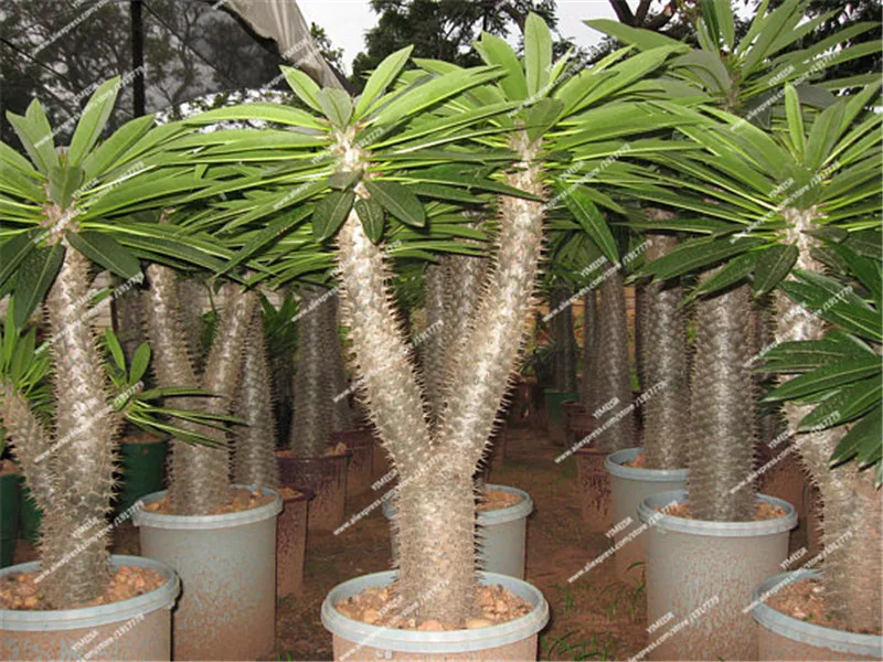 il_570xN.1273784273_mbw1