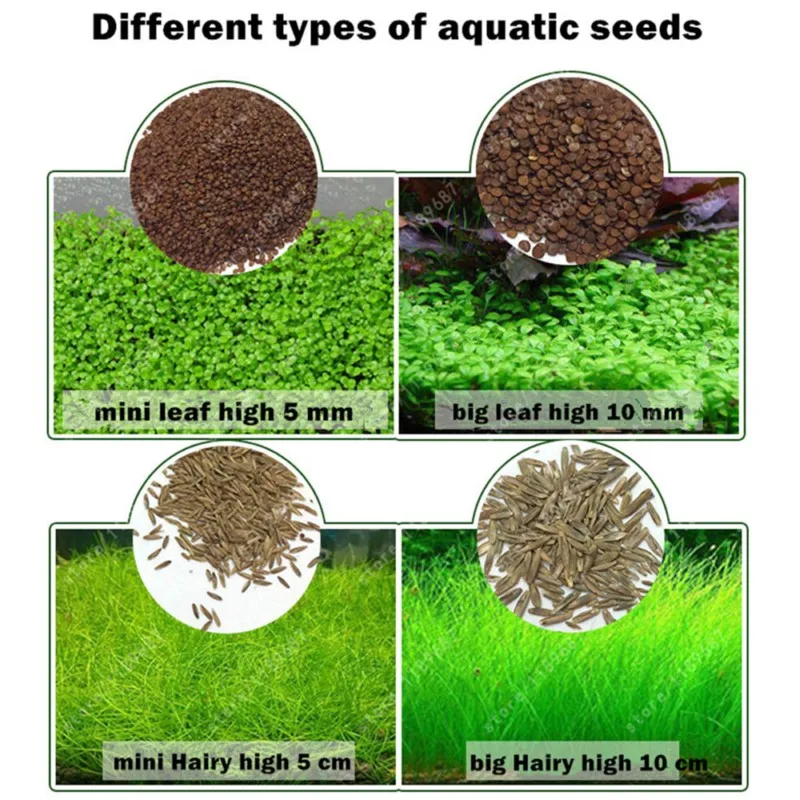 Beautiful Aquarium Grass Seeds Water Aquatic Green Plants Fish Tank Decoration Easy Planting Seed Pet Decorative Plants Supplies (4)