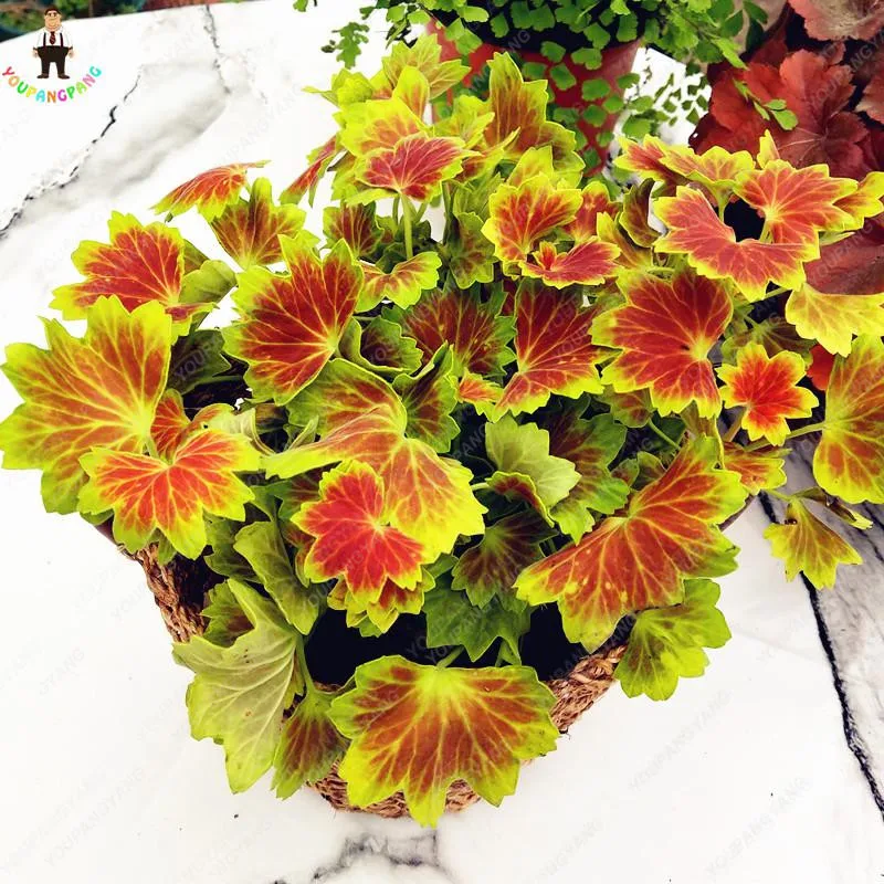 80pcs geranium Perennial plants Flowers Bonsais potted Pelargonium Peltatum Geranium bonsai home garden Decoration
80pcs geranium Perennial plants Flowers Bonsais potted Pelargonium Peltatum Geranium bonsai home garden Decoration