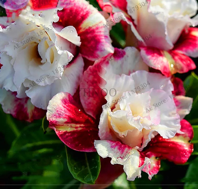 Big Promotion!Rare MIXED COLORS Desert Rose with Fire Red Heart Flower, 1 Pcs/pack, bonsai plant for home garden ,#XF5HP2
Big Promotion!Rare MIXED COLORS Desert Rose with Fire Red Heart Flower, 1 Pcs/pack, bonsai plant for home garden ,#XF5HP2