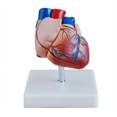 Natural big Anatomical model of heart the teaching model of pulmonary circulation structure of cardiovascular arteriovenous body
Natural big Anatomical model of heart the teaching model of pulmonary circulation structure of cardiovascular arteriovenous body