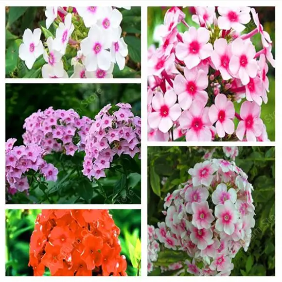 Comprar Phlox Flor Semente 100 pcs Phlox Flor Planta Bonsai Phlox Drummondii Light Up Your Personal Home Jardim free shipping
Comprar Phlox Flor Semente 100 pcs Phlox Flor Planta Bonsai Phlox Drummondii Light Up Your Personal Home Jardim free shipping
