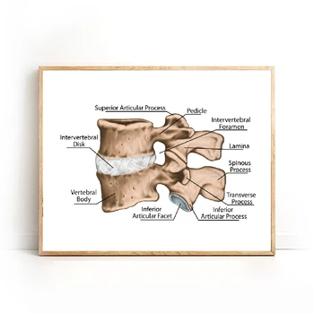 Human Lumbar Vertebra Bone Prints Medicine Anatomy Educational Poster Orthopedics Doctor Office Wall Art Decor Canvas Painting
Human Lumbar Vertebra Bone Prints Medicine Anatomy Educational Poster Orthopedics Doctor Office Wall Art Decor Canvas Painting