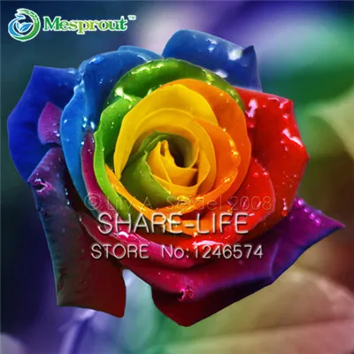 50 Pcs Rare Holland Rainbow Rose Flower Bonsai Home Garden Rare Flower Plant 24 Color Rainbow Rose Flores,rose Flower Seedlings
50 Pcs Rare Holland Rainbow Rose Flower Bonsai Home Garden Rare Flower Plant 24 Color Rainbow Rose Flores,rose Flower Seedlings