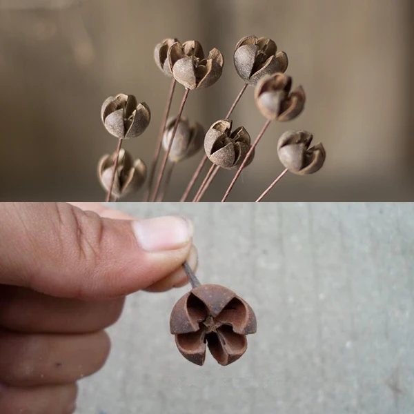 New Dried Cross Plant Fruits Flower Nutshell Handmade candy box Christmas Wedding decoration DIY flower arrangement Accessory 10
New Dried Cross Plant Fruits Flower Nutshell Handmade candy box Christmas Wedding decoration DIY flower arrangement Accessory 10