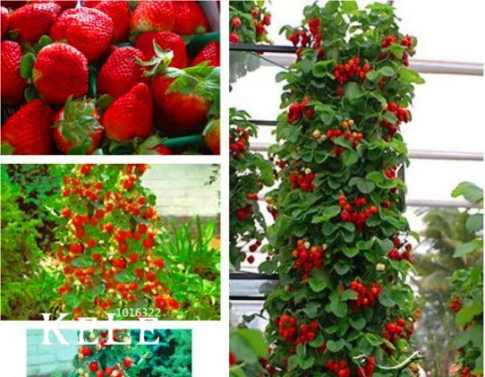 Hot Sale!200 Pcs Climbing Red Strawberry bonsai With SALUBRIOUS TASTE * NON-GMO Strawberry Mount Everest* EDIBLE * Fruit,#4Z0CJ2
Hot Sale!200 Pcs Climbing Red Strawberry bonsai With SALUBRIOUS TASTE * NON-GMO Strawberry Mount Everest* EDIBLE * Fruit,#4Z0CJ2
