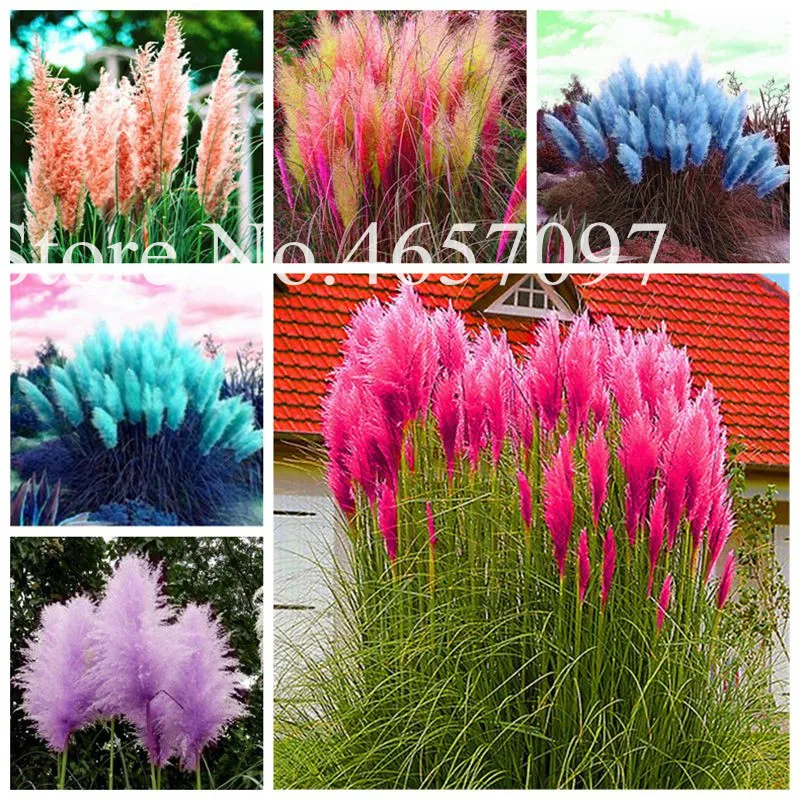 500 pcs Pampas bonsai, Pampas Grass Plant,Ornamental Plant Flowers Cortaderia Selloana Grass plants Pampas Garss for Home Garden
500 pcs Pampas bonsai, Pampas Grass Plant,Ornamental Plant Flowers Cortaderia Selloana Grass plants Pampas Garss for Home Garden