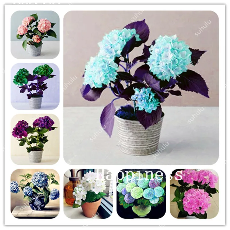 30 Pcs Climbing Hydrangea, Hydrangea Bonsai Or Tree Paniculata 'Vanilla Fraise', Viburnum Flower Potted Plant For Home Garden
30 Pcs Climbing Hydrangea, Hydrangea Bonsai Or Tree Paniculata 'Vanilla Fraise', Viburnum Flower Potted Plant For Home Garden