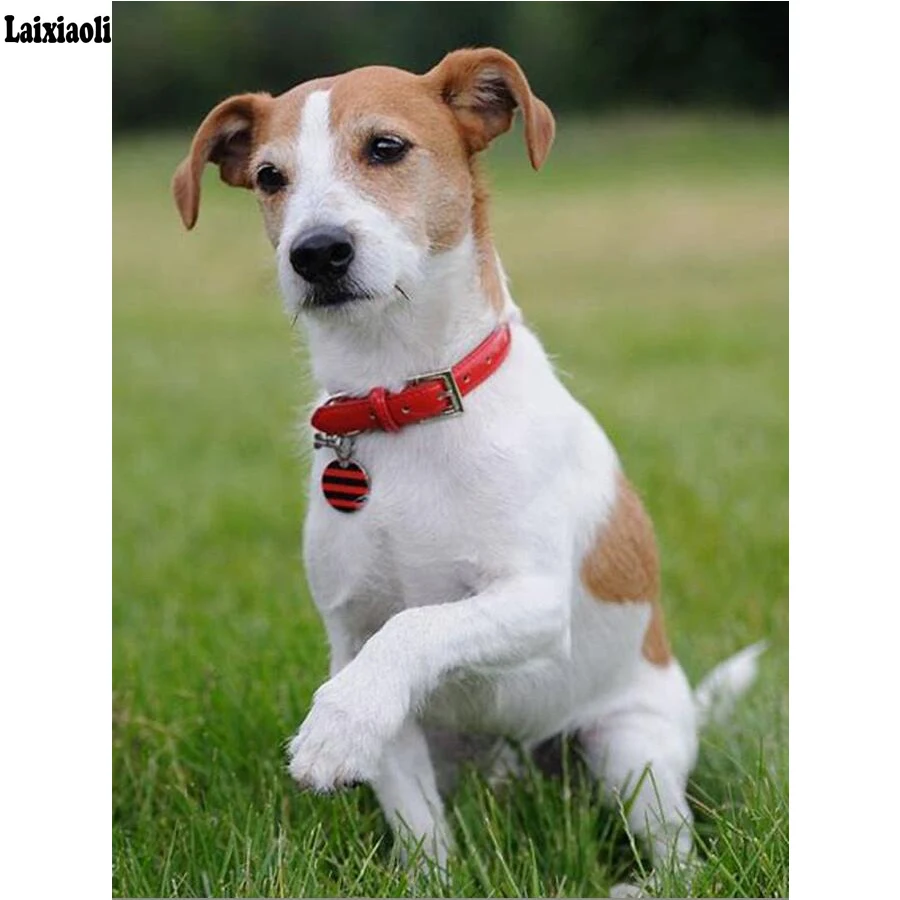 5d Diy Diamond Paintings Jack Russell Terrier Dog 3d Diamond Pattern Picture Needlework Religious Mosaic decor wall painting new
5d Diy Diamond Paintings Jack Russell Terrier Dog 3d Diamond Pattern Picture Needlework Religious Mosaic decor wall painting new