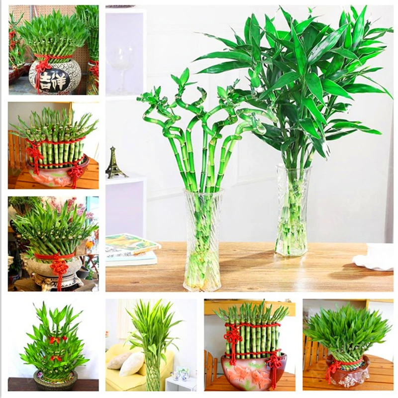 big sale! 20pcs of lucky bamboo plants bonsai good luck plants vitality tenacious balcony living room home garden bonsai
big sale! 20pcs of lucky bamboo plants bonsai good luck plants vitality tenacious balcony living room home garden bonsai
