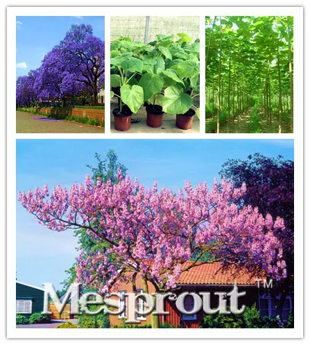 Paulownia Elongata Bonsai New Forest Tree Bonsai,200/pack Fast Growing Tree Outdoor Plant For Home Garden Bonsai
Paulownia Elongata Bonsai New Forest Tree Bonsai,200/pack Fast Growing Tree Outdoor Plant For Home Garden Bonsai