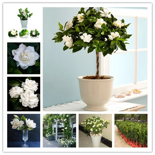 100pcs bag Gardenia jasminoides Bonsai Flower Very Fragrant Flowers White Cape Jasmine Blooming Flower for HOME POT PLANTS
100pcs bag Gardenia jasminoides Bonsai Flower Very Fragrant Flowers White Cape Jasmine Blooming Flower for HOME POT PLANTS