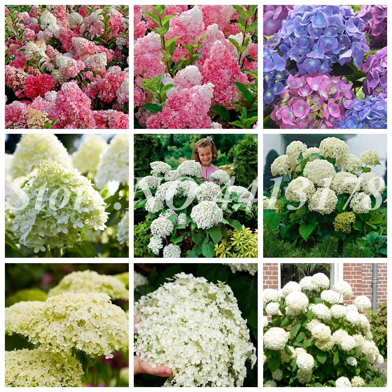 Multiple Color Choices Hydrangea Bonsai Perennial Flower Plant Hydrangea Balcony Ornamental Flowers, Garden Plants Bonsai 60Pcs
Multiple Color Choices Hydrangea Bonsai Perennial Flower Plant Hydrangea Balcony Ornamental Flowers, Garden Plants Bonsai 60Pcs