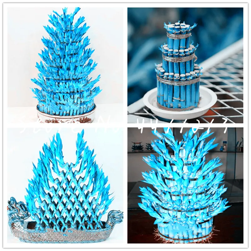 50 Pcs/Pack Blue Bamboo Bonsai Potted Balcony Lucky Bamboo Plants Beautiful Bonsai For DIY Home Garden Household Potted plant
50 Pcs/Pack Blue Bamboo Bonsai Potted Balcony Lucky Bamboo Plants Beautiful Bonsai For DIY Home Garden Household Potted plant