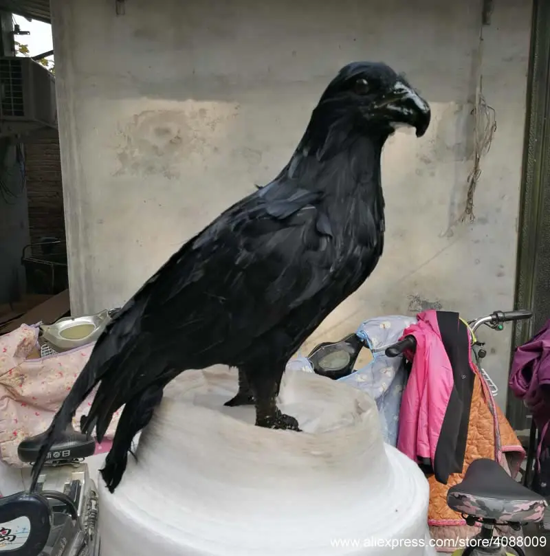 Black artificial Eagle for cosplay Garden Easter Halloween grand party DIY deco props feather bird 50cm
Black artificial Eagle for cosplay Garden Easter Halloween grand party DIY deco props feather bird 50cm