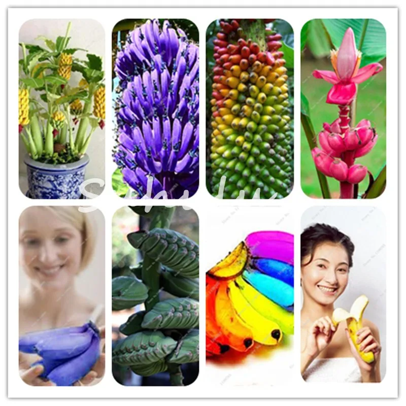 Loss Promotion! Dwarf Banana Tree Bonsai Fruit Plant Rare Mini Bonsai Musa Velutina Sementes Da Fruta 200 Pcs Free Shipping
Loss Promotion! Dwarf Banana Tree Bonsai Fruit Plant Rare Mini Bonsai Musa Velutina Sementes Da Fruta 200 Pcs Free Shipping