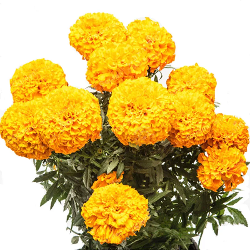 100pcs Marigold Seedsplants Kwiaty Ogrodowe Seedsplants Outdoor Balcony Flores Para Jardim Garten Dekoration Bloemen Zaailing
100pcs Marigold Seedsplants Kwiaty Ogrodowe Seedsplants Outdoor Balcony Flores Para Jardim Garten Dekoration Bloemen Zaailing