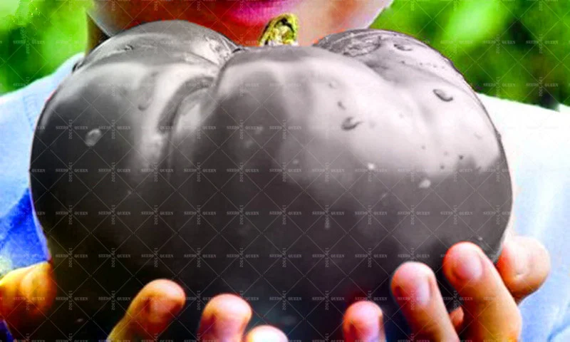 500pcs Black Tomato Bonsai Plants Chinese Gaint Tomatoes for Home Garden Planting Potted High Germination Rate
500pcs Black Tomato Bonsai Plants Chinese Gaint Tomatoes for Home Garden Planting Potted High Germination Rate