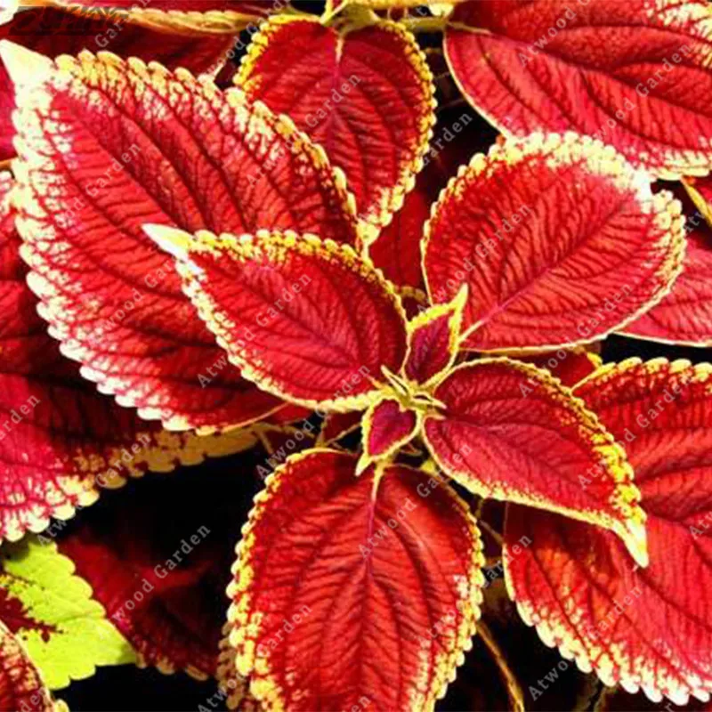 

200 PcS Indian Coleus Red Yellow Cheap Exotic Wild Living Organic Herbaceous Perennial Fast Growing Plants