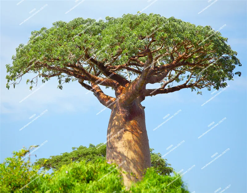 baobab-tree-africa